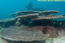 table corals